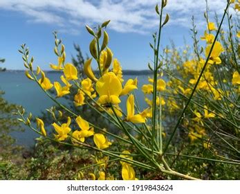 470 Ginestra Flower Images, Stock Photos & Vectors | Shutterstock