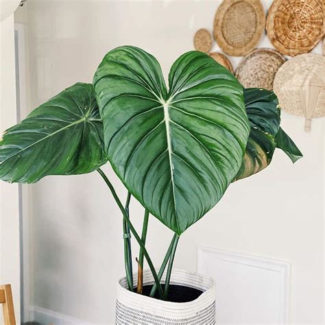 Philodendron Pastazanum Plant Care Water Light Nutrients Greg App 🌱