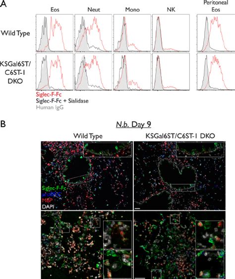 Siglec F Ligand Expression In Leukocytes From KSGal6ST C6ST 1 DKO