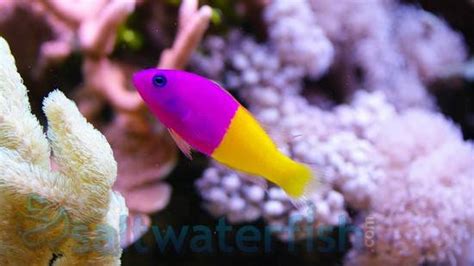 Royal Dottyback Dottybacks Saltwater Fish