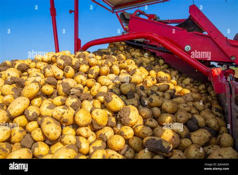 Agricultural potato harvest Stock Photo - Alamy