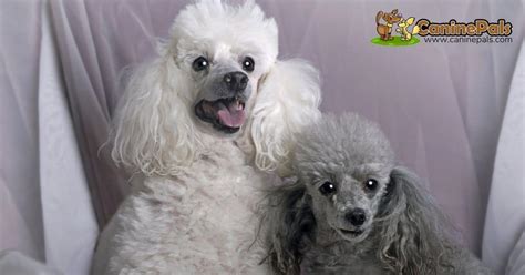 Male Vs Female Toy Poodle Temperament Wow Blog