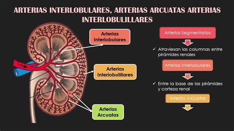 Irrigaci N E Inervaci N Del Ri N Youtube