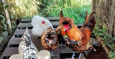 Brabanter-chicken-breed-02e - Hobby Farms