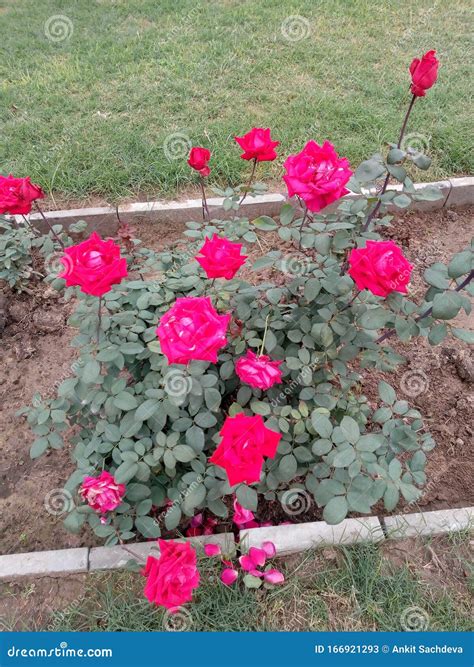 Красные розы, красивые цветы, природные, зелёные листья Стоковое ...