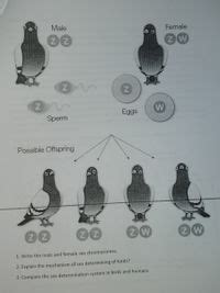 Answered Write The Male And Female Sex Chromosomes Explain The