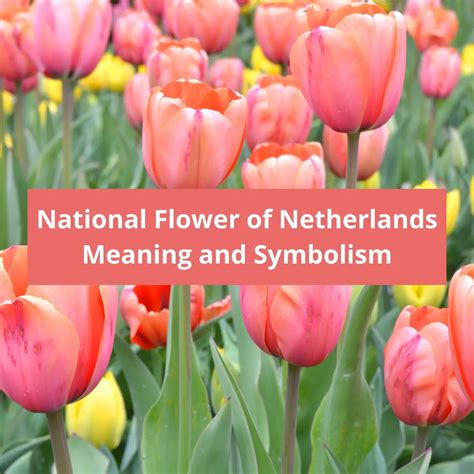 What is the national flower of Netherlands, Meaning and Symbolism