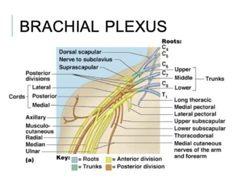 Pediatrics Block 3 Flashcards | Quizlet