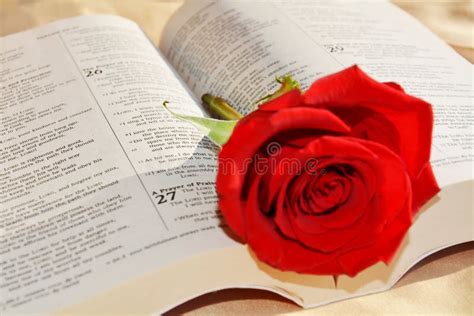 Bible And Rose Love Concept And Background Stock Image Image Of