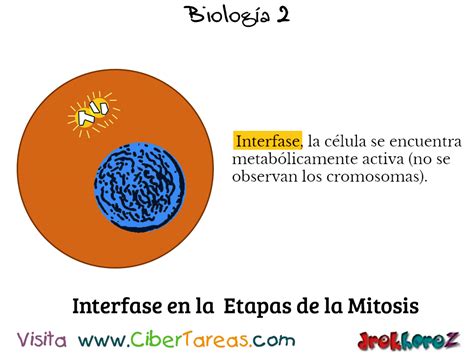 Las Etapas de la Mitosis Biología 2 CiberTareas