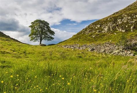 Sycamore Gap Walk • Northumberland National Park