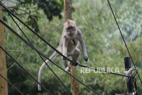 Monyet Ekor Panjang Yang Berkeliaran Di Pemukiman Kabupaten Bandung