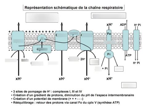 Chaîne Respiratoire Diagram Quizlet