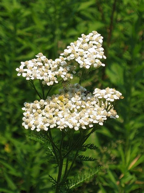 Common Yarrow Seed Achillea Millefolium Seed