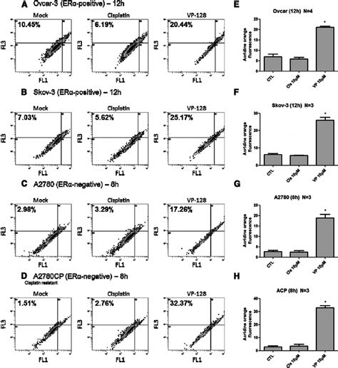 Formation Of Avos In Vp Treated Ovarian Cancer Cells Ovarian