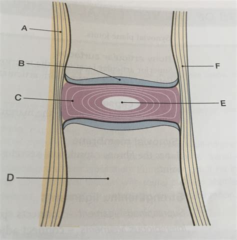 Intervertebral Joint Diagram Quizlet