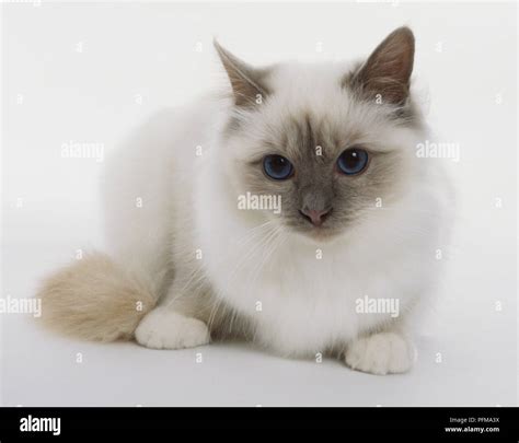 Crouching, blue eyed Lilac Point Birman cat (Felis silvestris catus ...