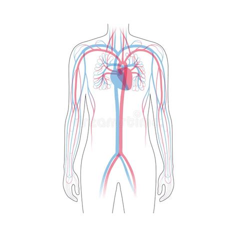 Circulatory System Anatomy Stock Vector Illustration Of Aorta 172255960