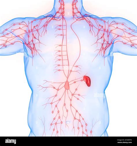 Syst Me Interne Humain Ganglions Lymphatiques Anatomie Photo Stock Alamy