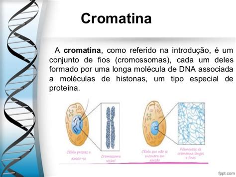 Cromatina E Cromossoma