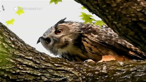 Where is Flaco now? Checking in on the Eurasian Eagle Owl who escaped the Central Park Zoo ...