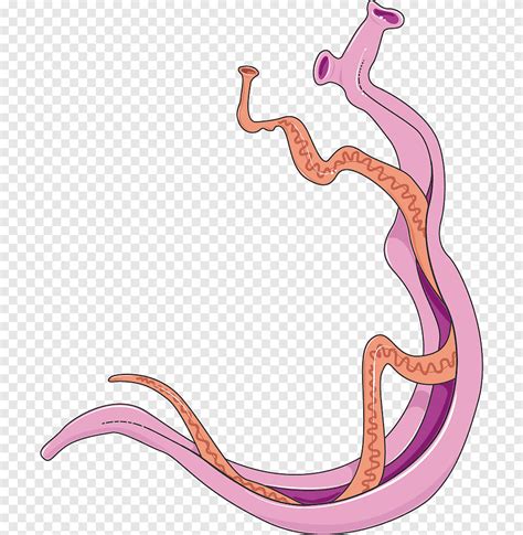 Schistosoma Mansoni Schistosoma Haematobium Schistosomiasis Cercaire