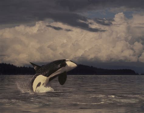 places   killer whales   wild top  wildlife nomads
