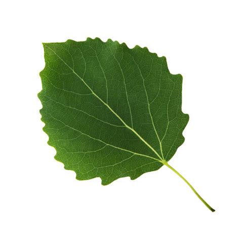 27,400+ Aspen Tree Leaves Stock Photos, Pictures & Royalty-Free Images ...