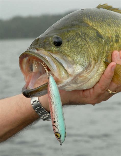 Largemouth Bass Lures