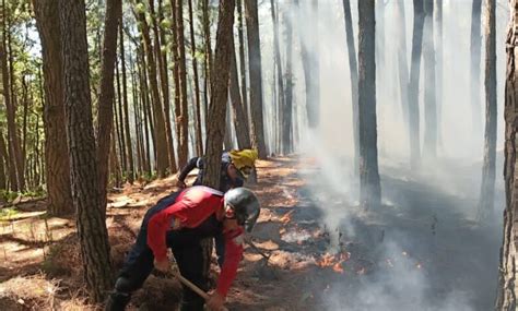 Incendios Forestales Y De Vegetaci N Se Han Registrado En T Chira