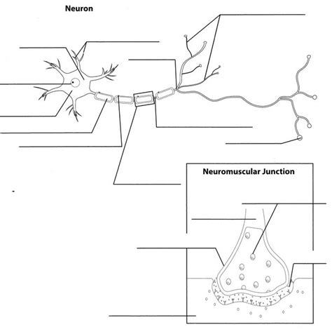 Challenge A: Anatomy of a Neuron and Neuromuscular Junction Diagram ...