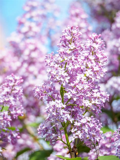 How To Plant Lilacs For Stunning Spring Blooms