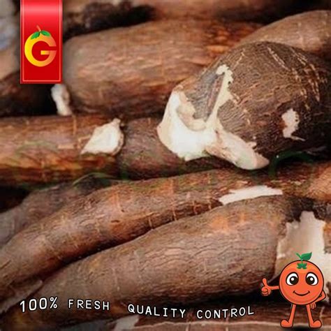 Jual SINGKONG FRESH PULEN 1 KG Shopee Indonesia