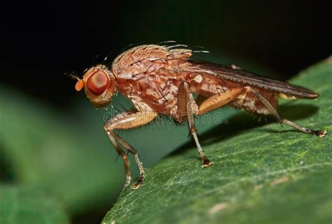 Drosophila Melanogaster Male Fruit Fly On A Green Leaf Stock Image