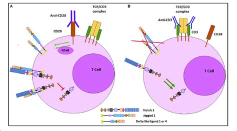 Schematic Representation Of The Regulation Of Notch Ligand Expression Download Scientific