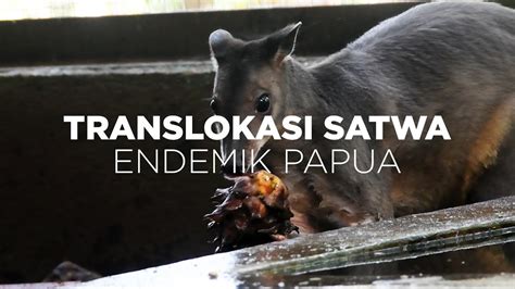 Translokasi Satwa Endemik Papua Hasil Penyelamatan Dan Rehabilitasi