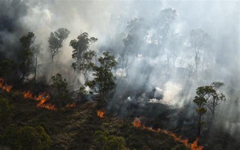 Forêts Protéger Le Poumon Vert De La Planète Wwf France