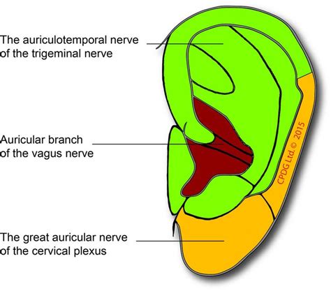 Ear nerves picture | Akupunktur