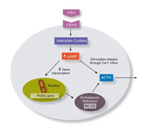 etx-pit-ch28-fig11 - Endotext 