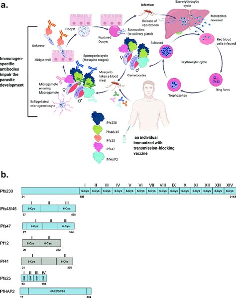 A Different Life Cycle Stages Of The P Falciparum Parasite It Download Scientific Diagram