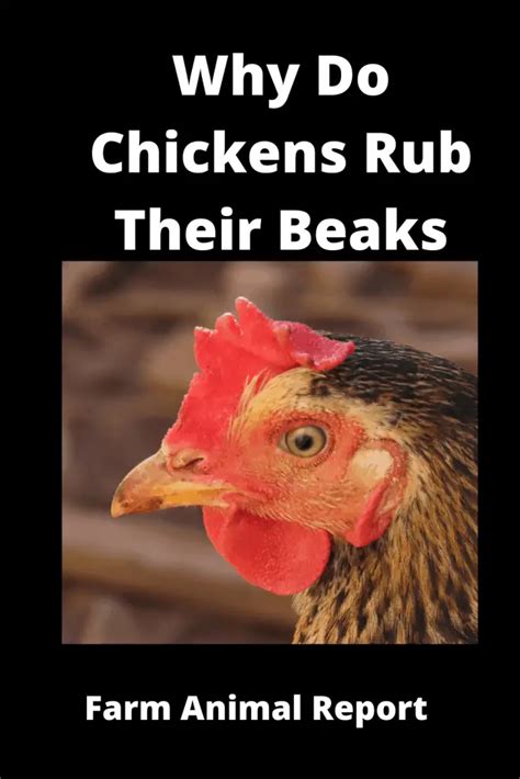 Why Do Chickens Rub Their Beaks On The Ground 2024 Trimming Videos