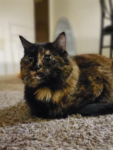 My Tortie cat Sweet Cake : r/torties