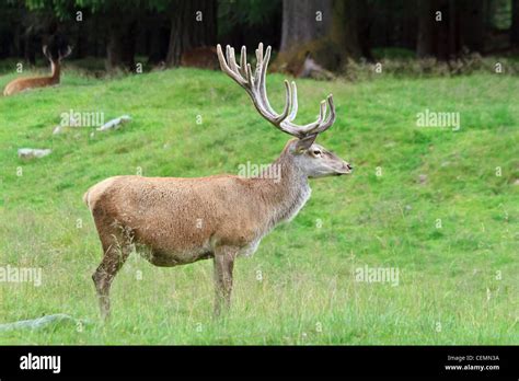 Male Deer Hi Res Stock Photography And Images Alamy