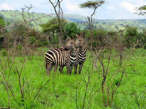 Views from Akagera National Park - DonnaTruly