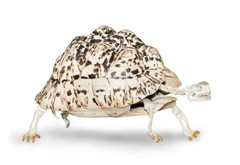 Can A Turtle Live Without Its Shell? » ScienceABC