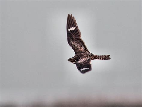 Common Nighthawk In Flight Hdr 20160722 Images From Mornin Flickr