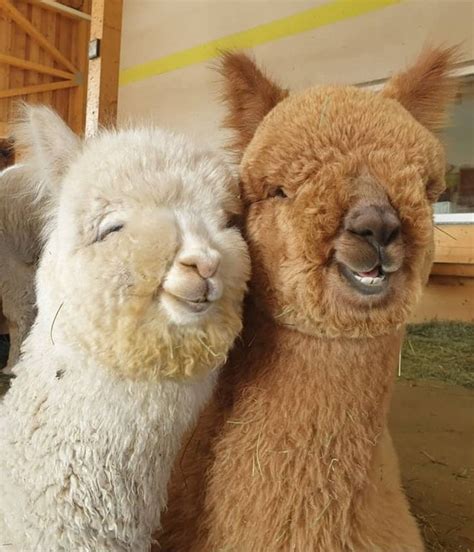 30 Happy Alpacas That Are Sweeter Than Baby Yoda Bright Side