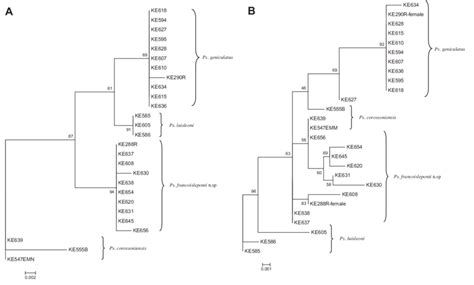 Maximum Likelihood Trees Obtained From Nucleotide Analysis Of A Its