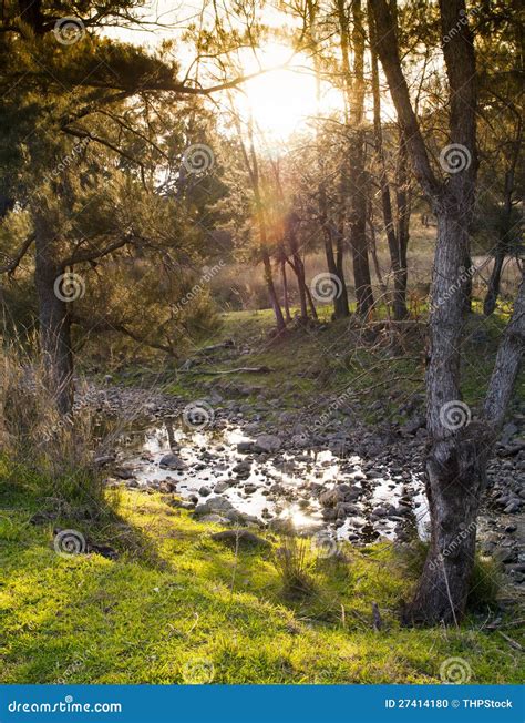 Sunset Woods stock photo. Image of flaring, fall, colorful - 27414180