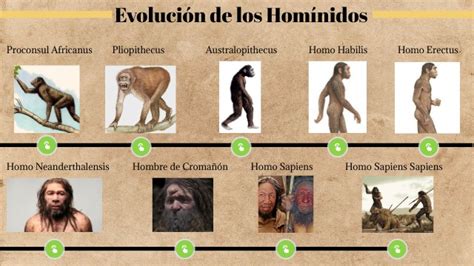 Historia Linea De Tiempo Evolución De Los Homínidos